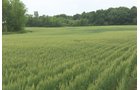 Lake County, Indiana farmland - LAND AUCTION - 147+/- ACRES OFFERED IN 3 TRACTS IN LAKE COUNTY, INDIANA